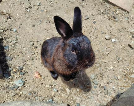 Black rabbit, JPG