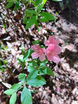 山に咲くつつじ② つつじ,山中,春の写真素材