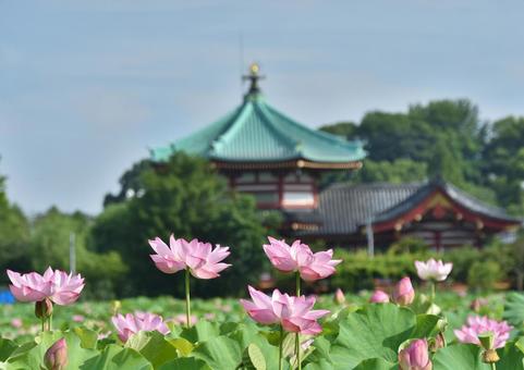 Ohga lotus of Shinobazu Pond, JPG