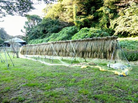 鎌倉中央公園・里山地区での稲刈り後風景 草地,草原,芝生の写真素材