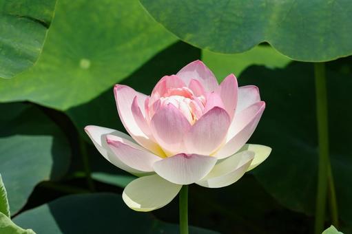 Lotus flower close-up, JPG Lotus flower close-up, JPG