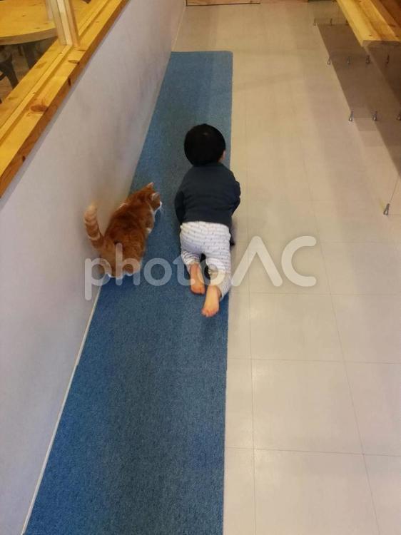 猫と一緒 猫,子ども,ハイハイの写真素材