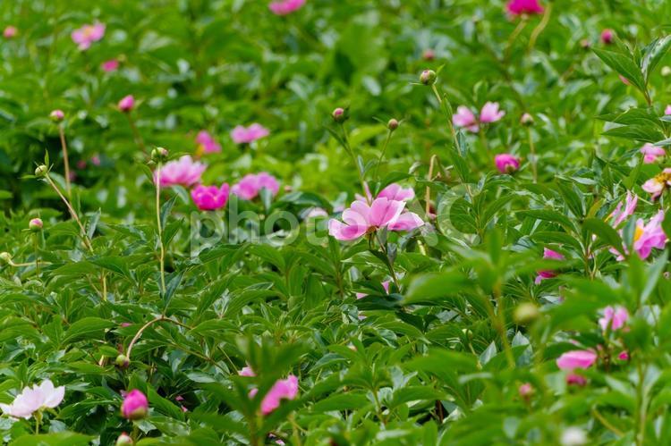 5月の野に咲く芍薬の群生 芍薬,花,花びらの写真素材