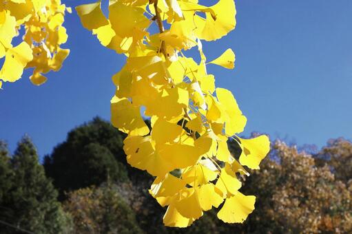 銀杏の黄葉 広島県,北広島市,土師ダムの写真素材