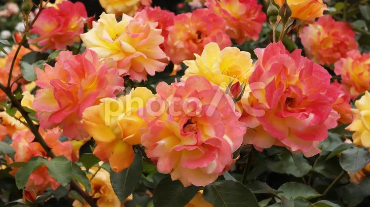 ばらの花（赤城の輝き） ばら,バラ,薔薇の写真素材