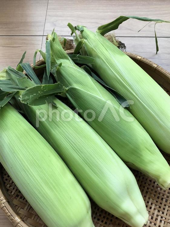 とうもろこし とうもろこし,トウモロコシ,皮付きの写真素材