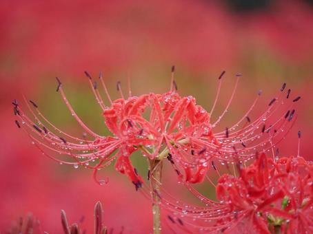 雨に濡れた彼岸花 雨に濡れた彼岸花の写真