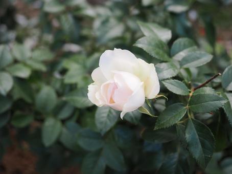バラ園で淡い色の薔薇を撮りました バラ園で淡い色の薔薇を撮りましたの写真