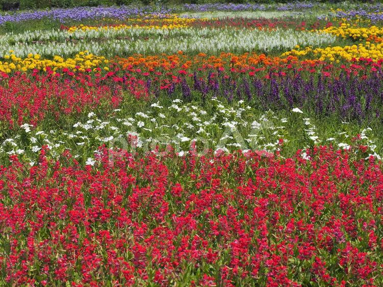 花壇　色とりどりの花① 花壇,鮮やか,カラフルの写真素材