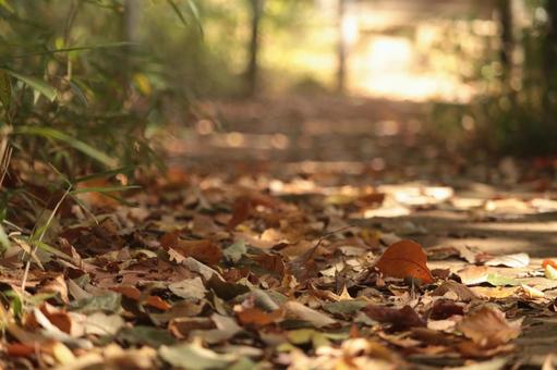 落ち葉の道 秋,自然,茶色の写真素材