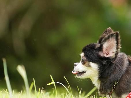 犬のポートレート 犬,チワワ,ちわわの写真素材