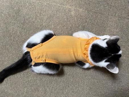 猫　術後服 猫,ネコ,ねこの写真素材