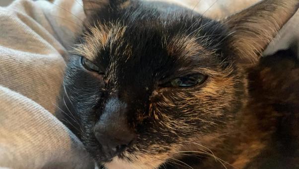 眠そうな猫 猫,寝起き,眠そうの写真素材