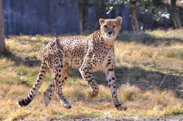 こちらを見ながら走るチーター① チーター,ほぼねこ,ネコ科の写真素材