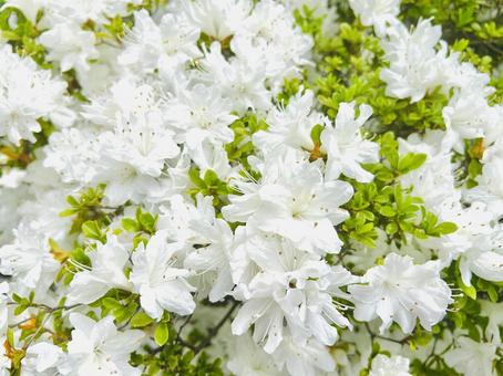 ツツジ(白) ツツジ,躑躅,花の写真素材