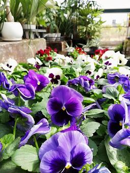 パンジーの写真