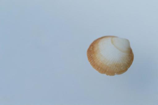 淡い背景の上の茶色い貝殻 淡い背景の上の茶色い貝殻 貝殻,茶色,白の写真素材