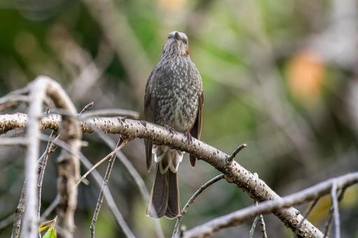 枝にとまるヒヨドリ ヒヨドリ,野鳥,鳥の写真素材