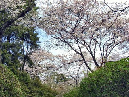 清水公園の桜-20 清水公園の桜-20の写真