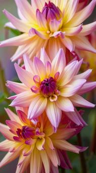 ダリアの花 秋 ダリアの花 秋の写真