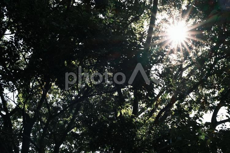 木漏れ日 秋冬のイメージ レンズフレア,木漏れ日,太陽光の写真素材