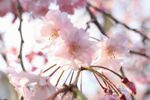 [Flower photo] Weeping cherry blossom, JPG