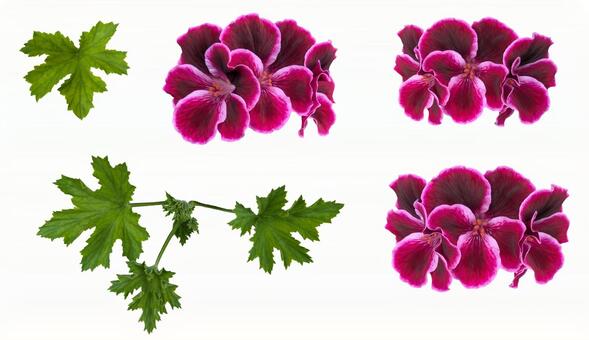 ペラルゴニウム_花と葉の切り抜きpsd ペラルゴニウム,花,葉の写真素材