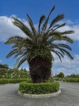 巨大なカナリー椰子の木 巨大なカナリー椰子の木 植物,大阪,天王寺の写真素材