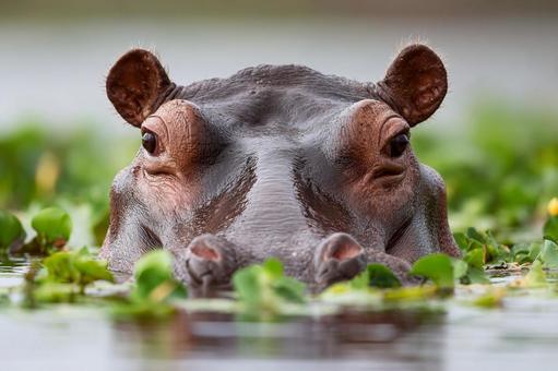 水草の中から顔を覗かせるカバの視線 水草の中から顔を覗かせるカバの視線の写真