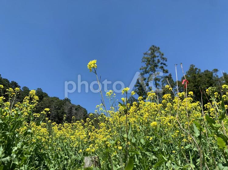 菜の花畑と青空が広がる春の風景 菜の花,花,春の写真素材