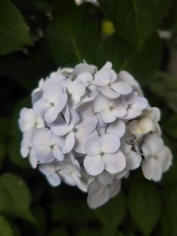 白いアジサイ(紫陽花) 白いアジサイ(紫陽花)の写真