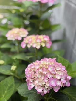 ピンクの紫陽花たち ピンクの紫陽花たちの写真
