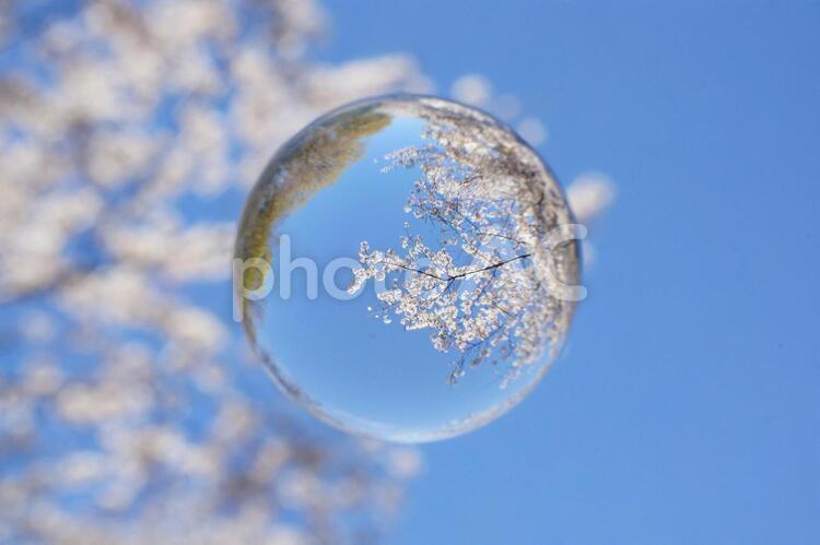 満開の桜と青空 桜,青空,お花見の写真素材