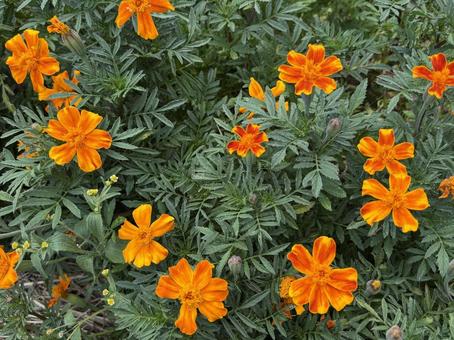 マリーゴールドので花。 マリーゴールドので花。の写真