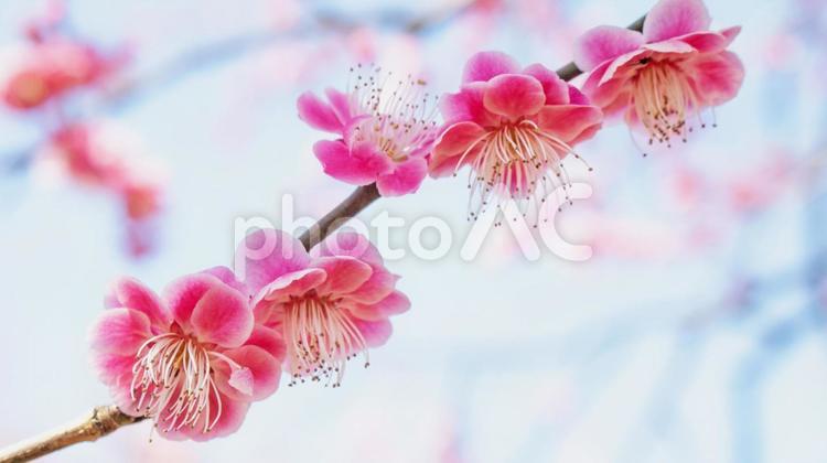 美しい一枝　八重咲き紅梅の花 梅の花,紅梅,淡いの写真素材