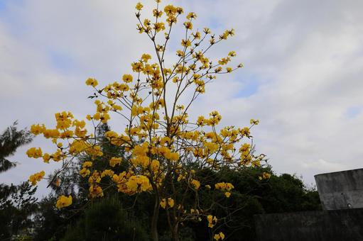 花 花の写真