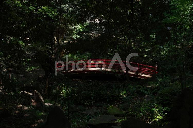 杜の中に赤い橋がある 橋,赤,境内の写真素材