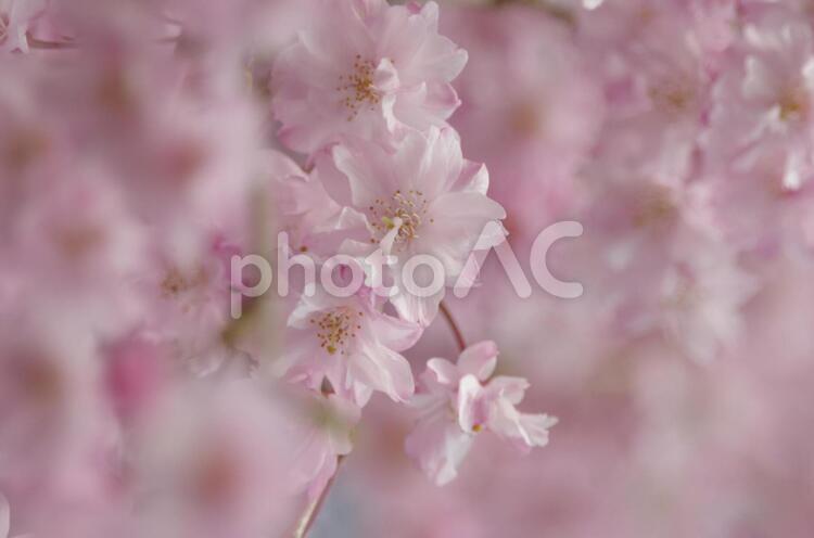 しだれ桜 しだれ桜,桜,春の写真素材