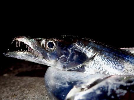 釣り場で釣れた太刀魚 釣り場で釣れた太刀魚 魚,魚類,食用の写真素材