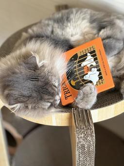 ハロウィンと猫 ハロウィンと猫の写真