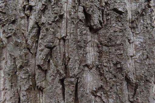 Photo, tree skin, wallpaper, texture, 