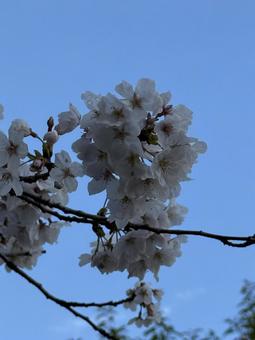 青空と桜 青空と桜の写真