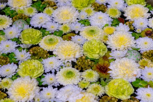 彩り豊かな花手水 花,フローティングフラワー,花手水の写真素材