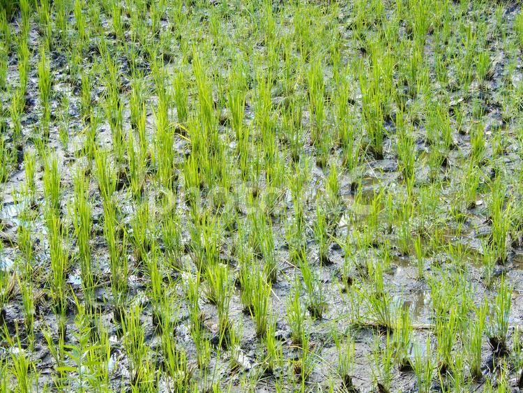 田植えの終わった水田 田植え,田畑,稲穂の写真素材