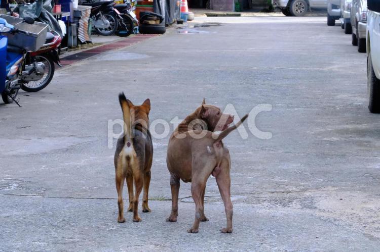 タイの野良犬 犬,風景,自然の写真素材