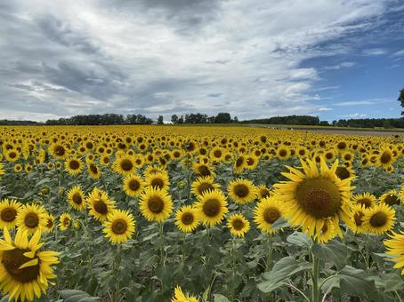 北海道北竜ひまわり畑 北海道北竜ひまわり畑 北竜ひまわり畑,ひまわり畑,ひまわりの写真素材
