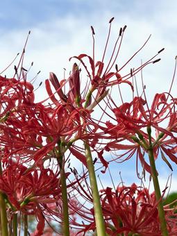 真っ赤な彼岸花・曼殊沙華と秋の空(縦) 真っ赤な彼岸花・曼殊沙華と秋の空(縦) 彼岸花,ヒガンバナ,曼殊沙華の写真素材