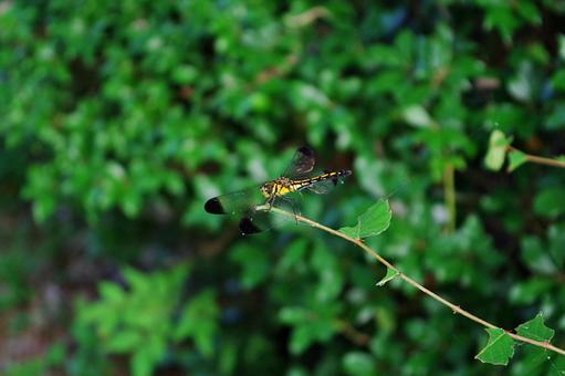 Photo, shicharatombo, female, dragonfly, 