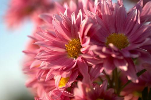 キク 菊,花,秋の写真素材