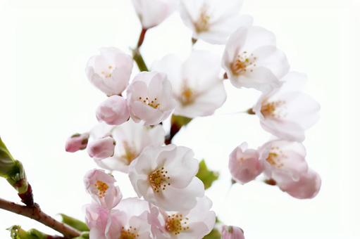 咲き始めの美しい白色の桜の花 咲き始めの美しい白色の桜の花の写真